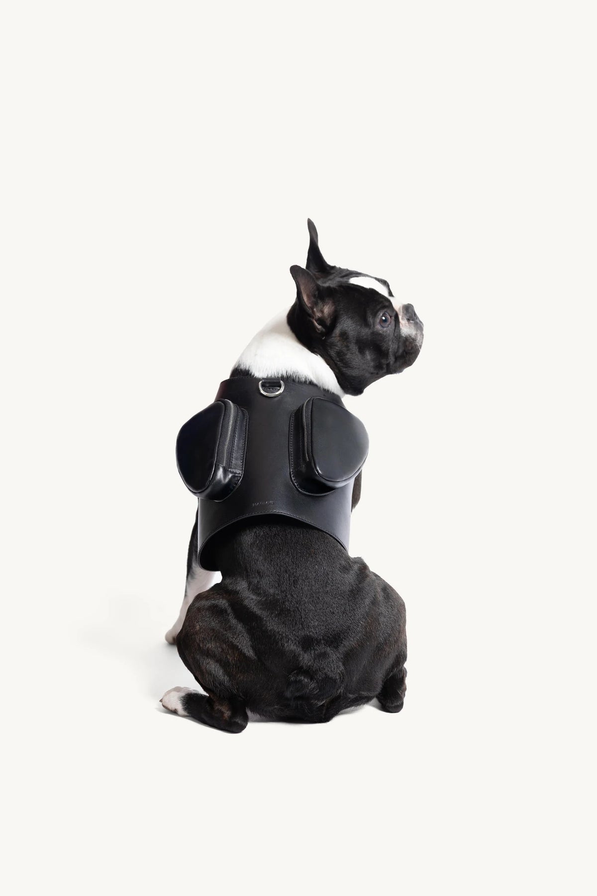 Pimpan – bouledogue français vu de dos, harnais en cuir noir – Maison Canisya