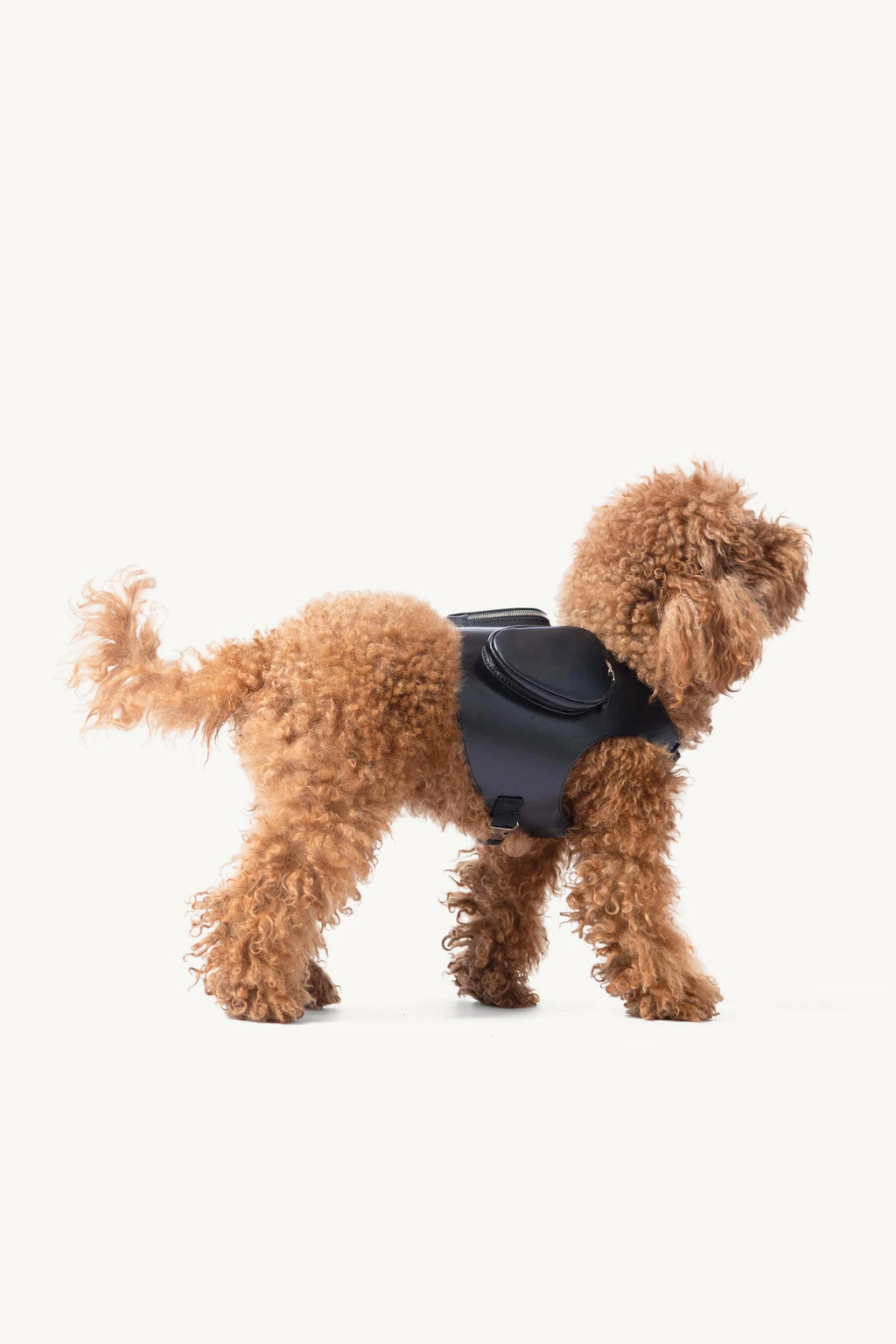 Pimpan – caniche nain debout de profil, sangle sous le ventre – Maison Canisya