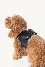 Pimpan – caniche nain en trois quarts, poche en volume du harnais – Maison Canisya