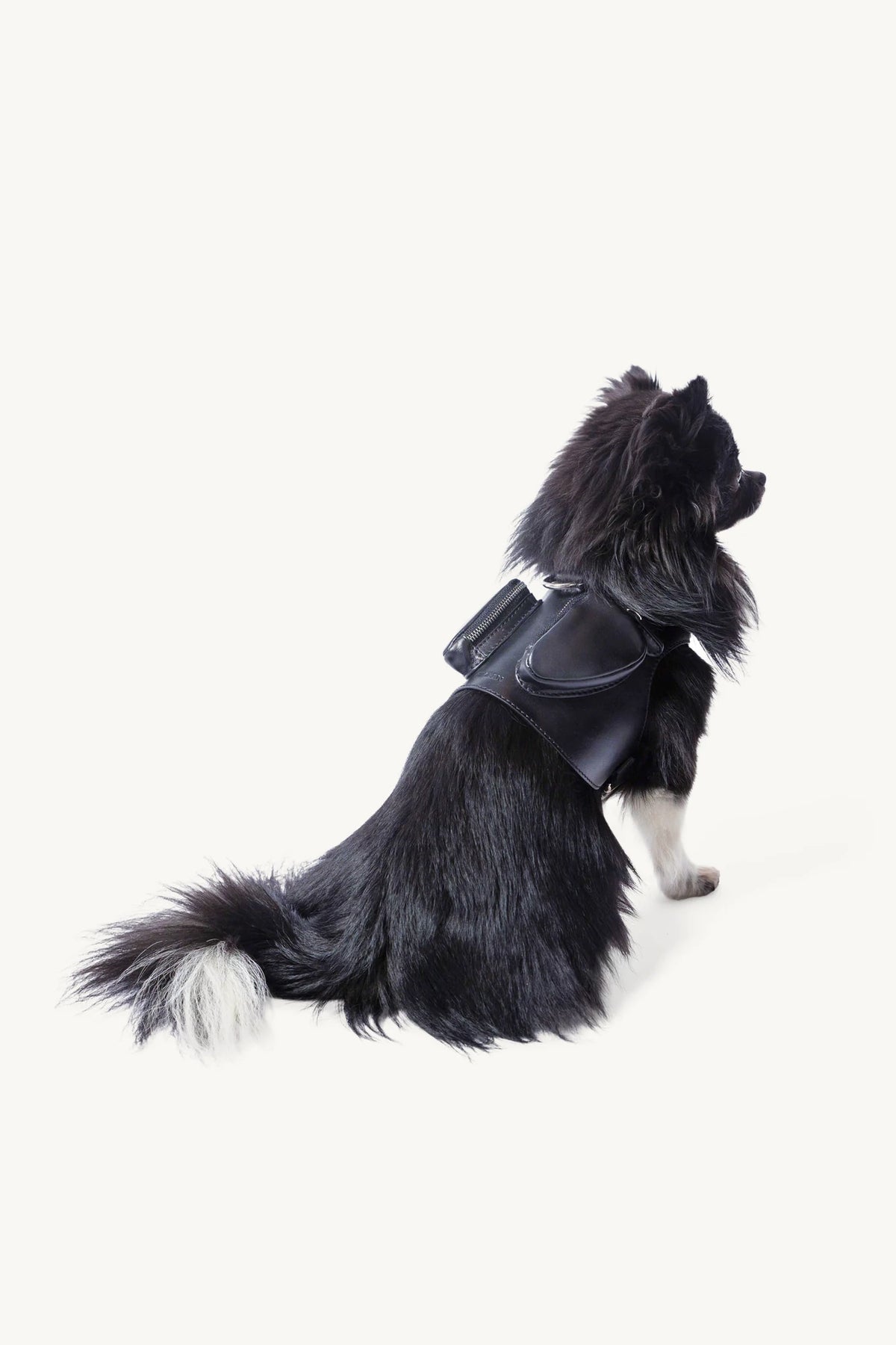 Pimpan – chihuahua assis de dos, anneau métallique visible – Maison Canisya