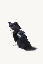 Pimpan – chihuahua en trois quarts, harnais en cuir et poches – Maison Canisya