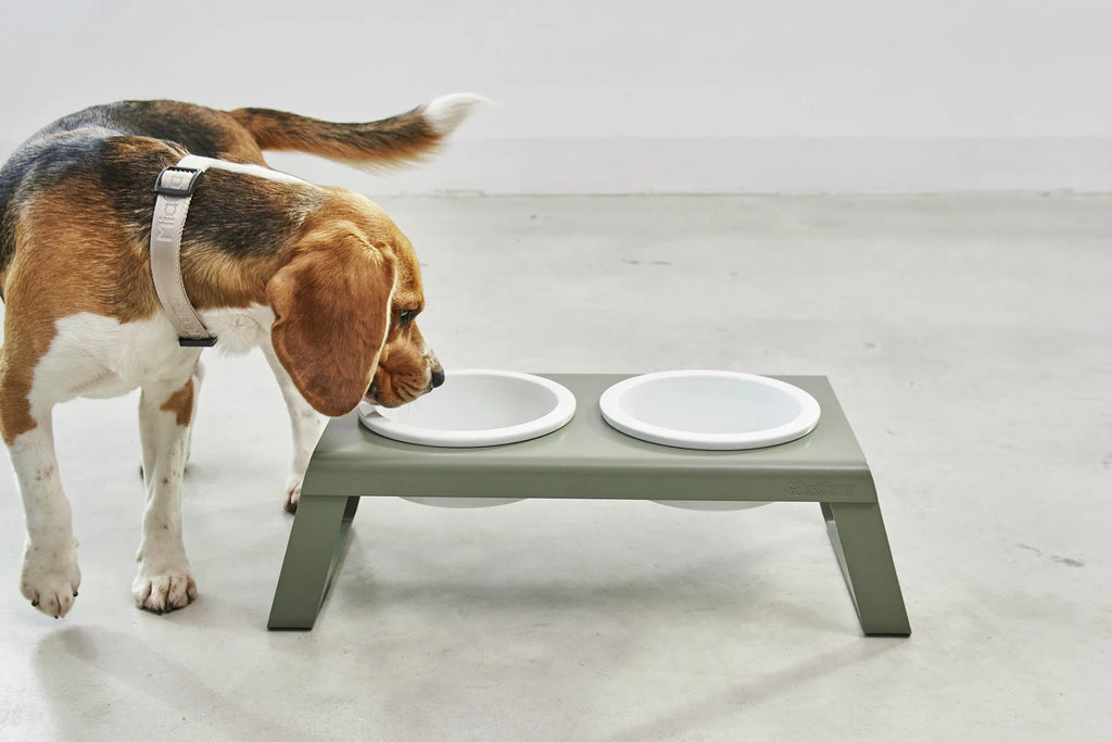 Beagle mangeant dans le porte-gamelle Desco Alu Grolive avec bols en porcelaine, vue latérale — Maison Canisya