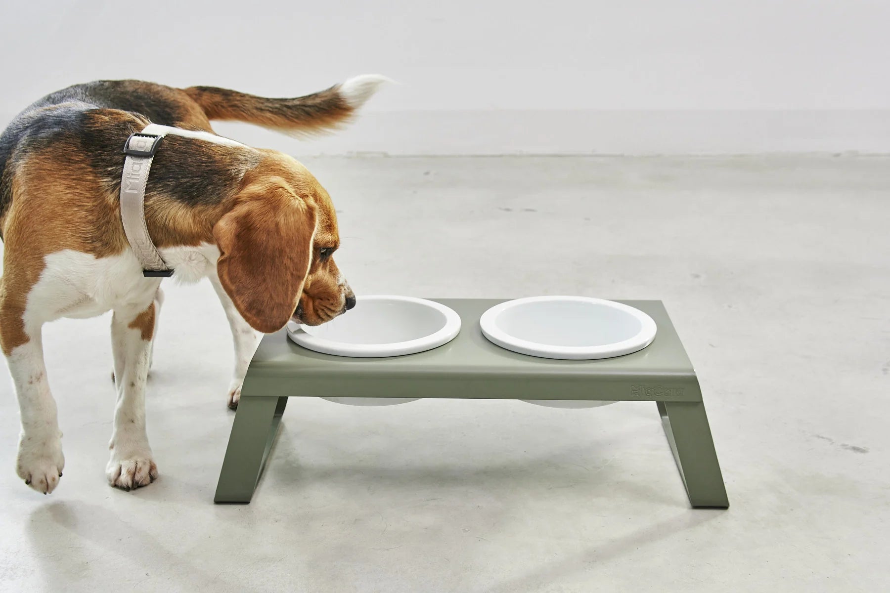 Beagle mangeant dans le porte-gamelle Desco Alu Grolive avec bols en porcelaine, vue latérale — Maison Canisya