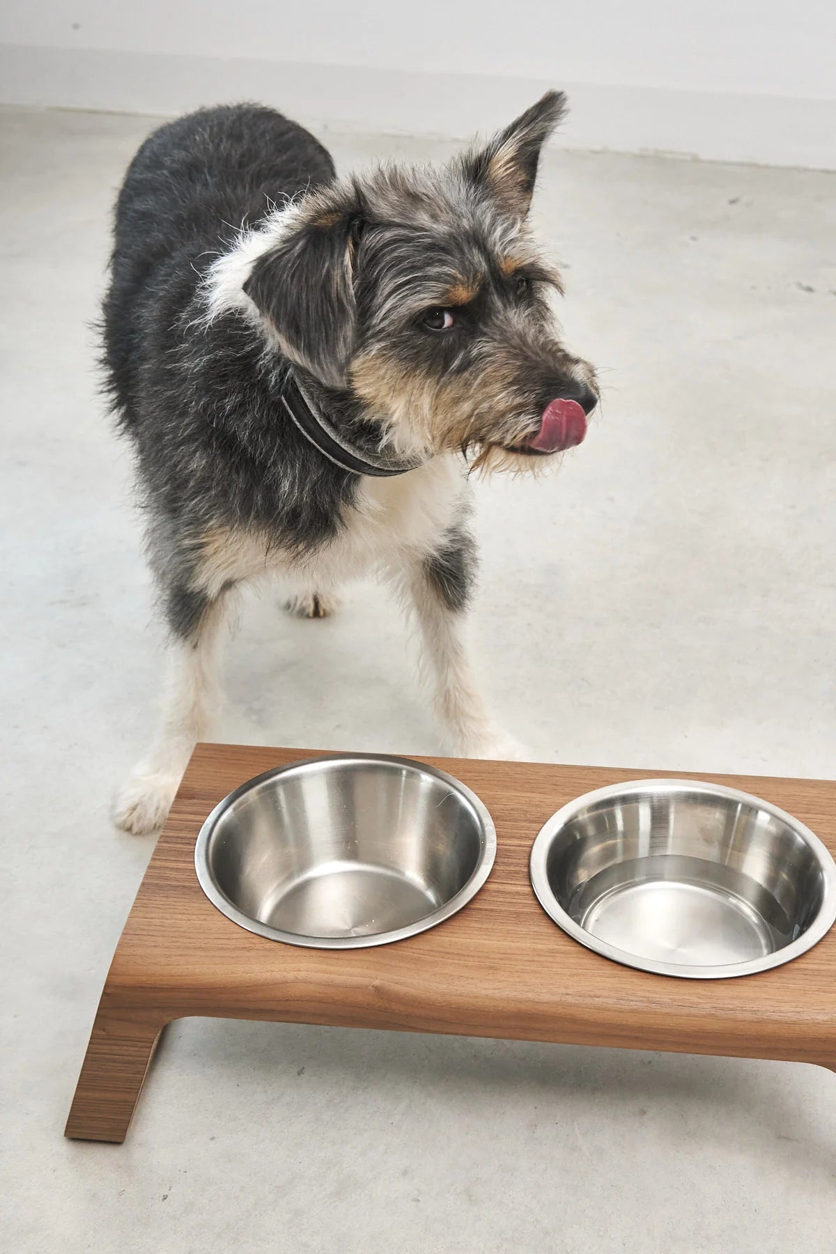Terrier bicolore se léchant les babines devant le porte-gamelle Desco MiaCara en noyer — Maison Canisya