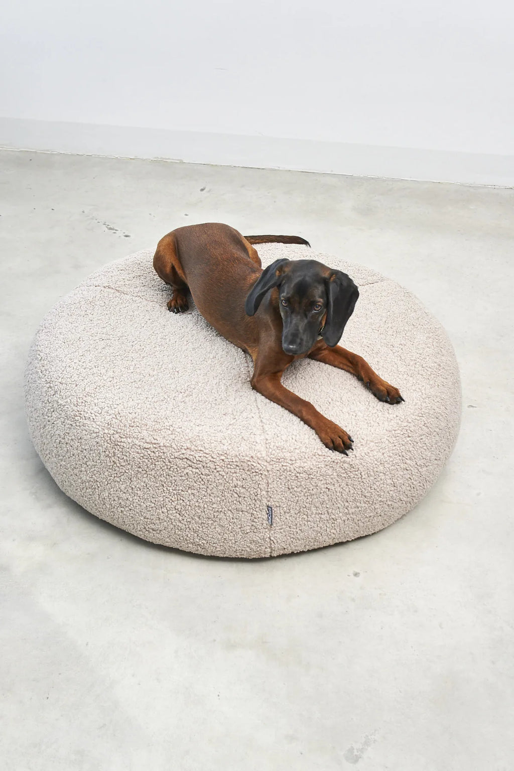 Housse pouf Senso MiaCara avec Rhodesian Ridgeback allongé dessus, vue de face, sol béton — Maison Canisya