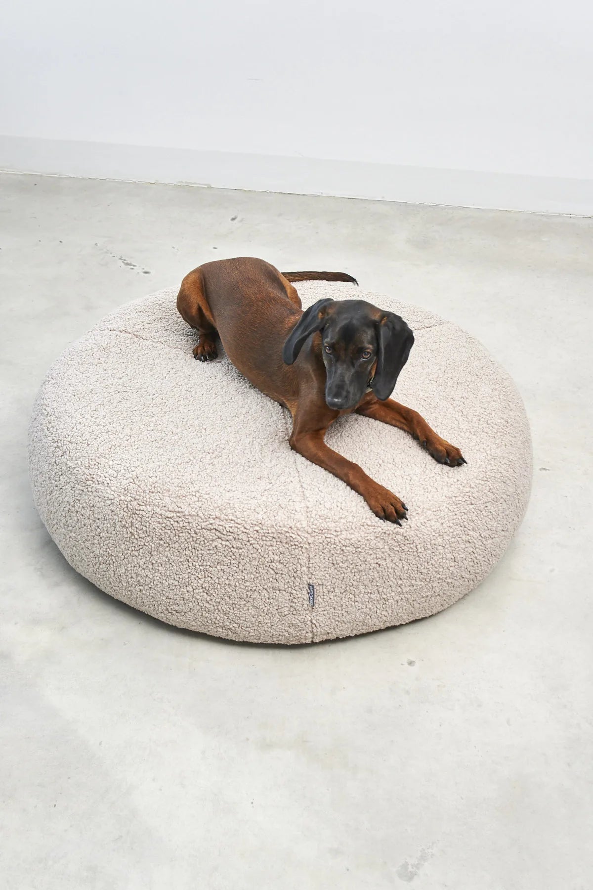 Housse pouf Senso MiaCara avec Rhodesian Ridgeback allongé dessus, vue de face, sol béton — Maison Canisya