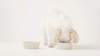 Puppy Box – chiot devant sa gamelle en grès blanc – Maison Canisya