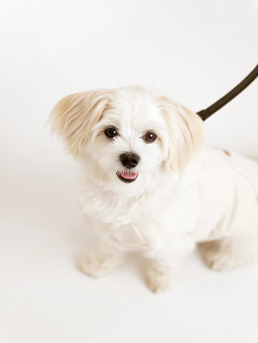 Puppy Box – chiot maltais portant le collier et la laisse en cuir – Maison Canisya