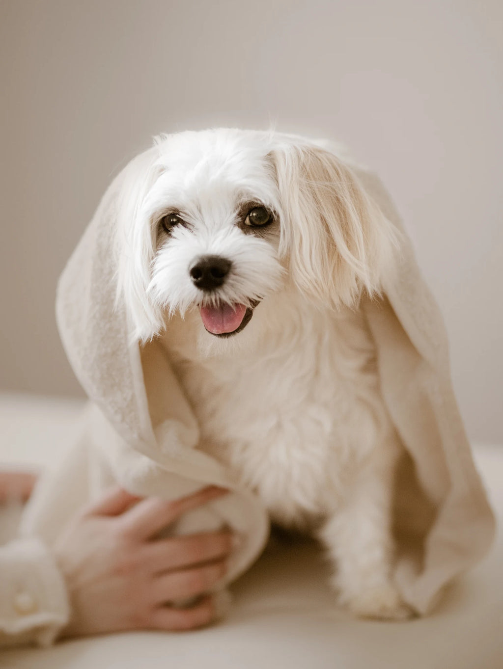 Puppy Box – chiot maltais enveloppé dans la serviette de bain – Maison Canisya