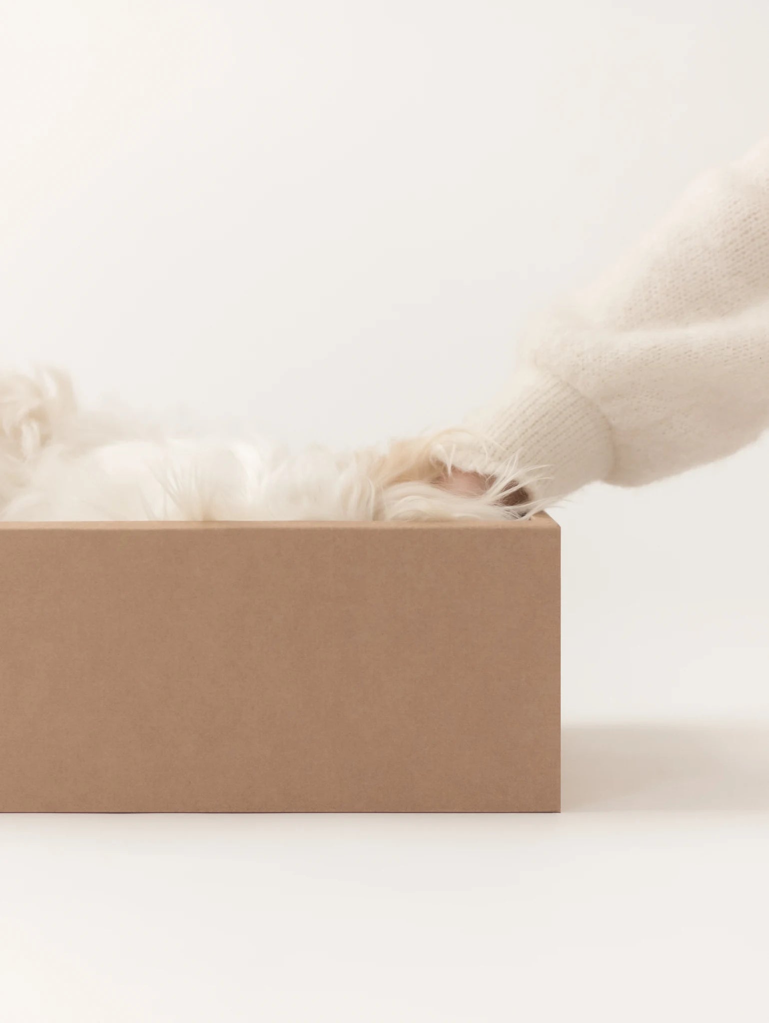 Puppy Box – patte du chiot posée sur le rebord du carton – Maison Canisya