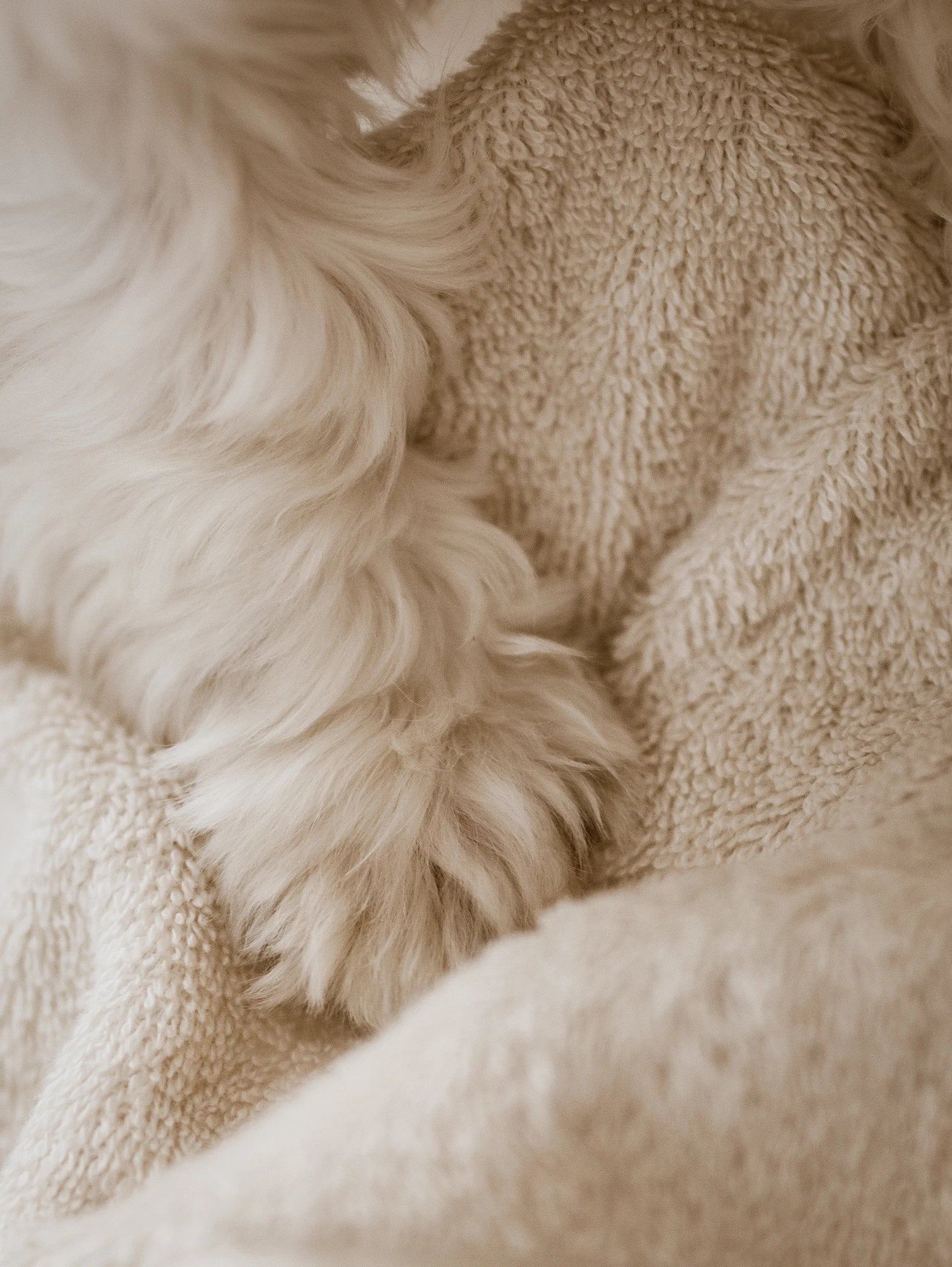 Puppy Box – pattes du chiot séchées dans la serviette éponge – Maison Canisya