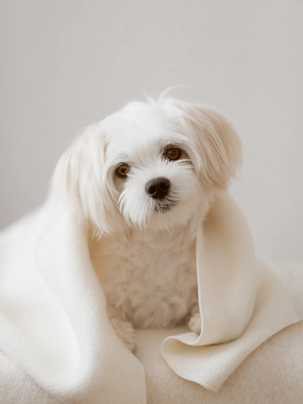 Puppy Box – chiot maltais blotti dans le plaid en laine – Maison Canisya