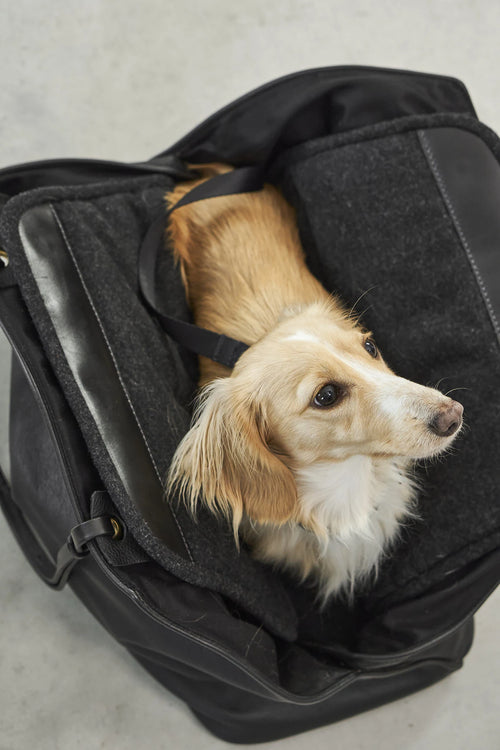 Borsa – Vue de dessus du chien blotti dans le sac – Maison Canisya