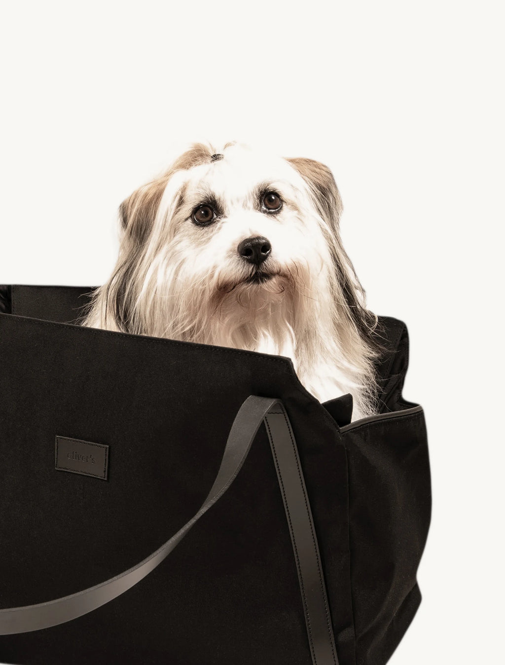 La Croisette – Chien passant la tête hors du sac – Maison Canisya
