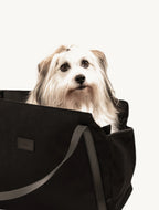 La Croisette – Chien passant la tête hors du sac – Maison Canisya