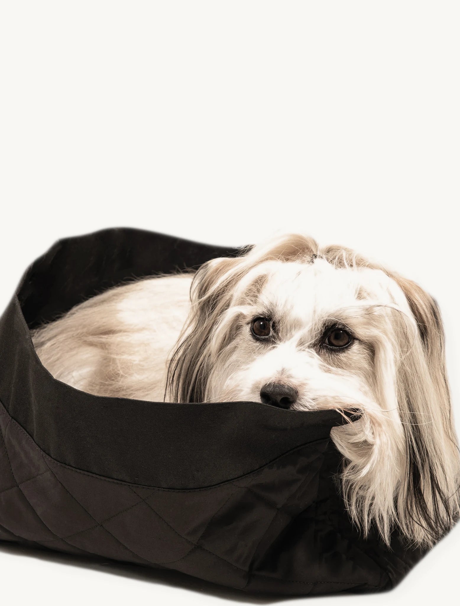 La Croisette – Chien lové dans la pochette intérieure amovible – Maison Canisya