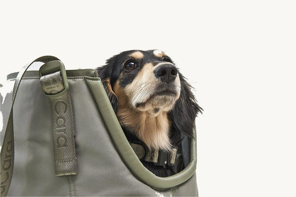 SPORTA — Sac de transport chien en polyester recyclé