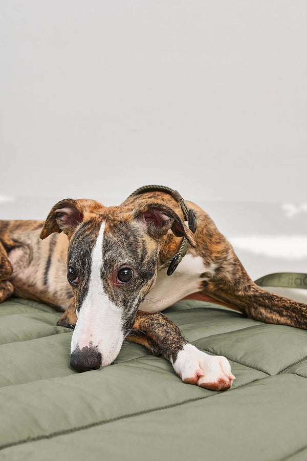 STRADA — Tapis de voyage matelassé pour chien, pliable et déperlant