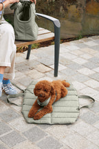 Strada – Gros plan du caniche sur le tapis de voyage grolive en ville – Maison Canisya
